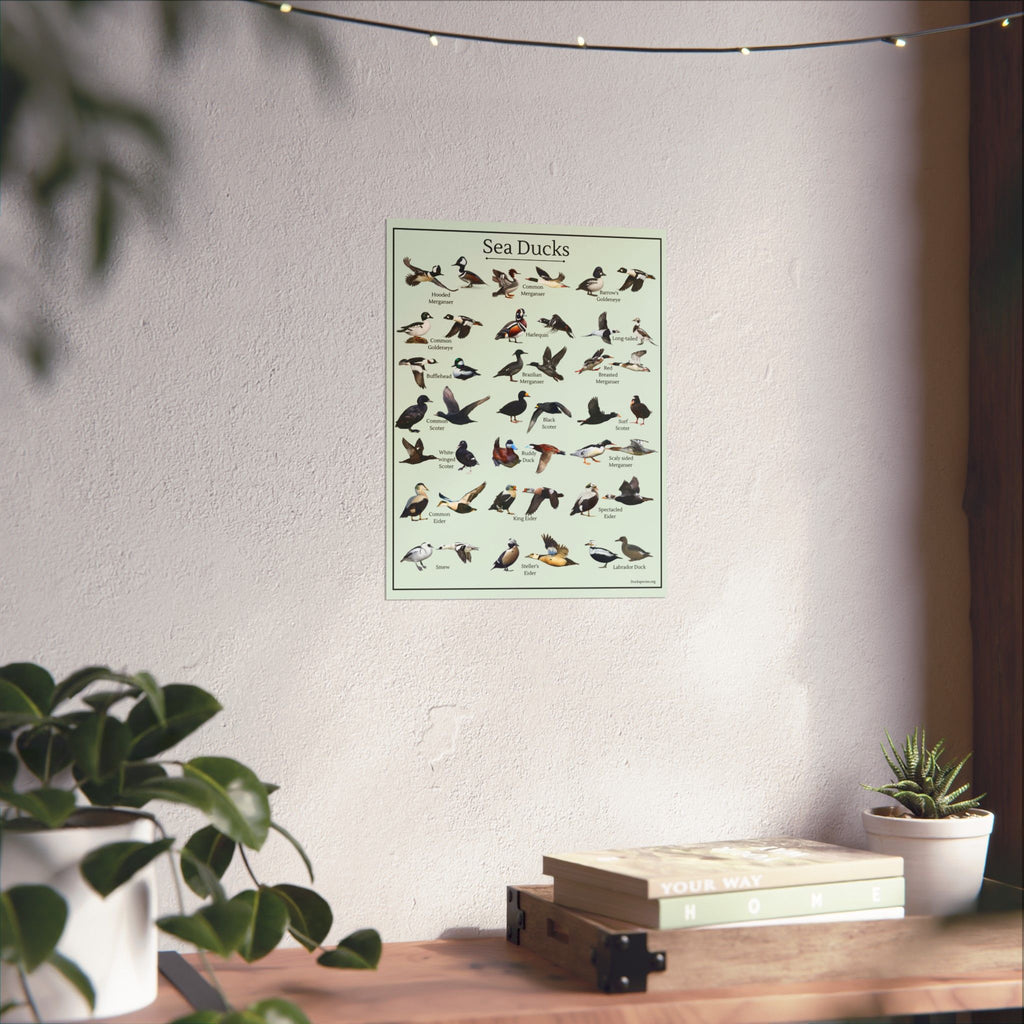 Sea Ducks Identification Chart