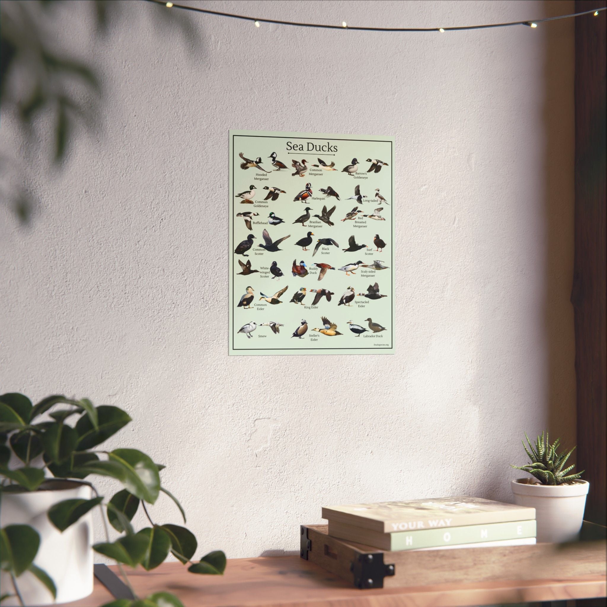 Sea Ducks Identification Chart