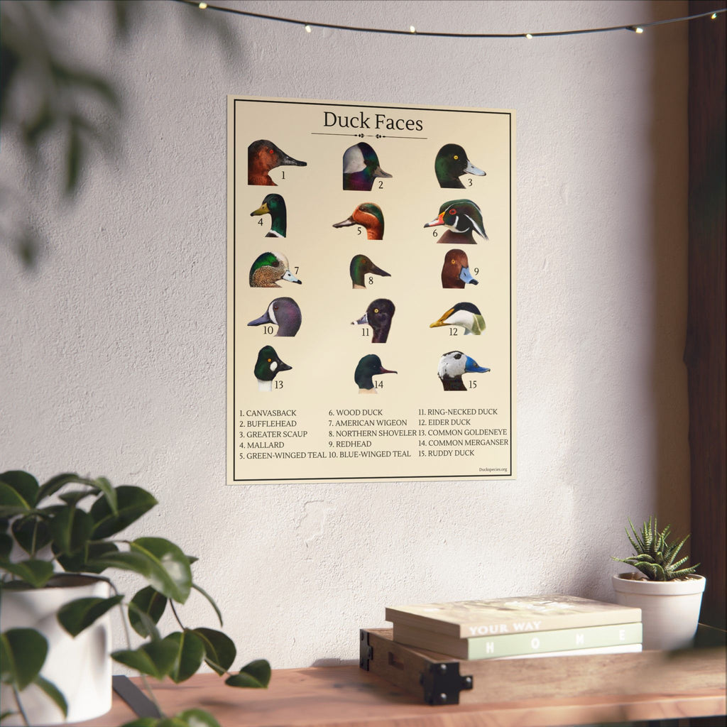 Duck Faces Identification Chart