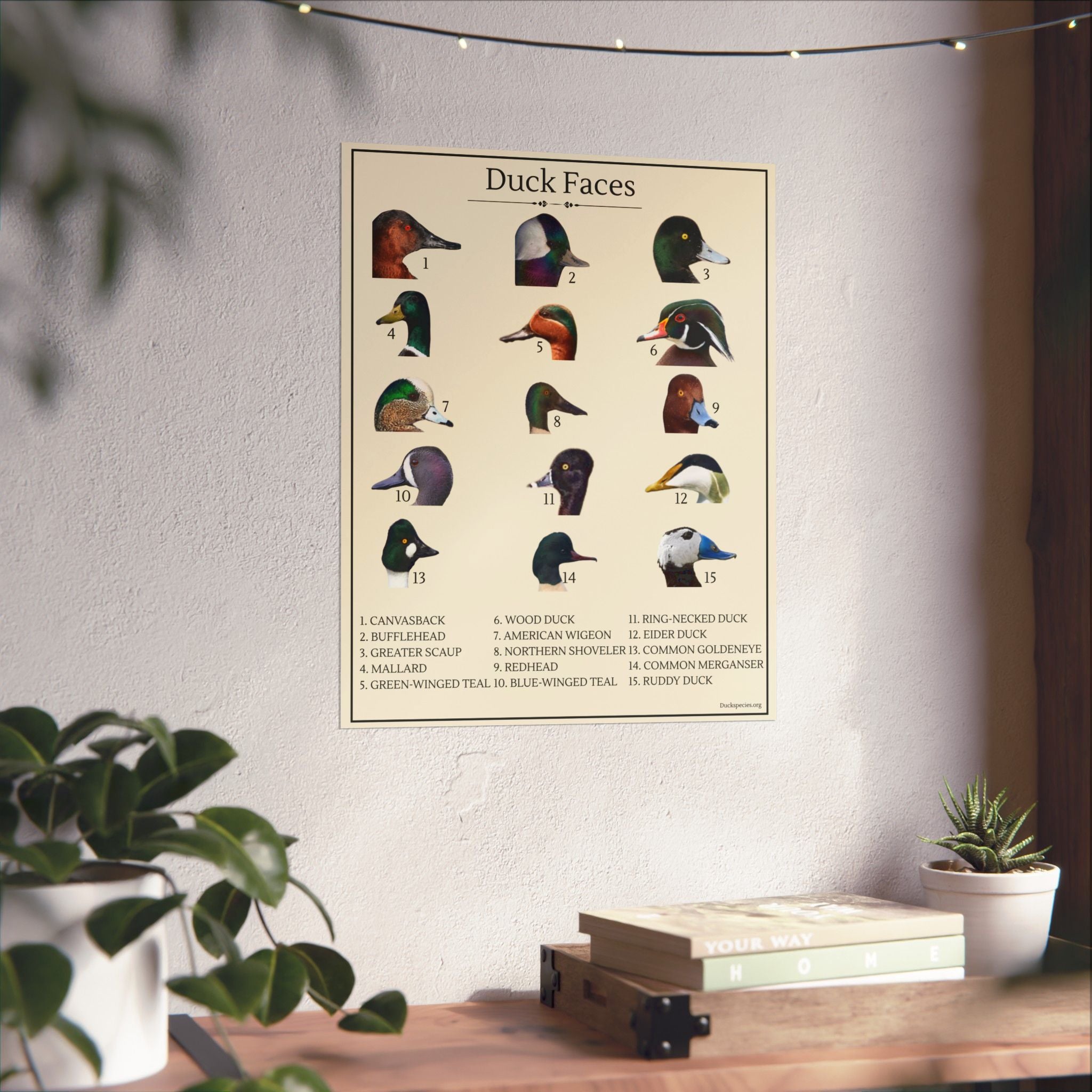 Duck Faces Identification Chart