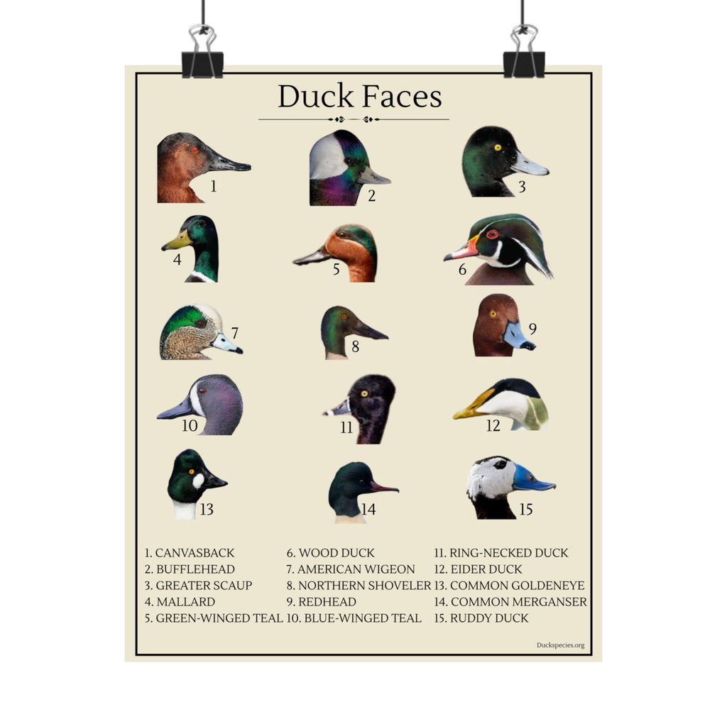 Duck Faces Identification Chart
