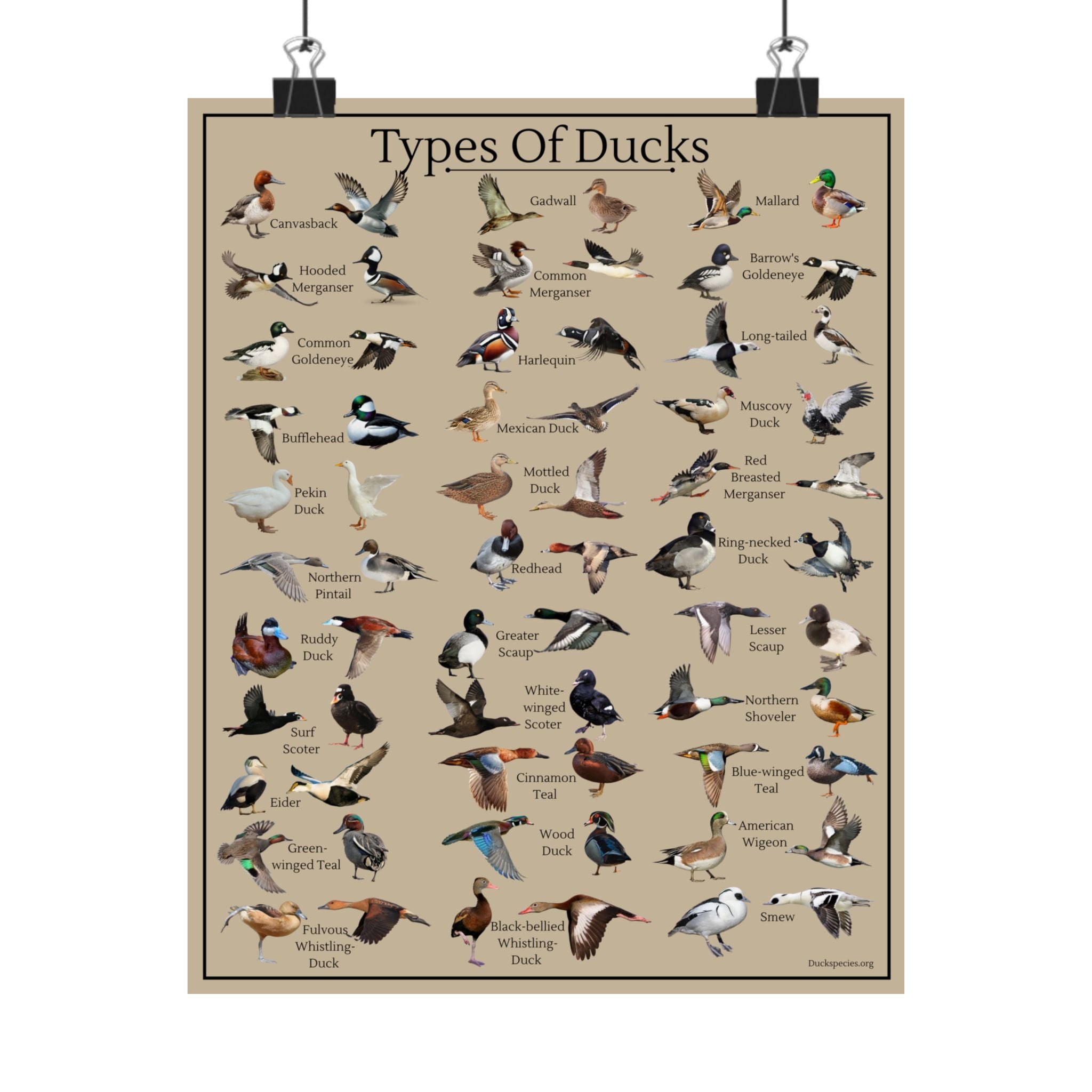 Types of Ducks Identification Chart