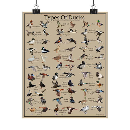 Types of Ducks Identification Chart