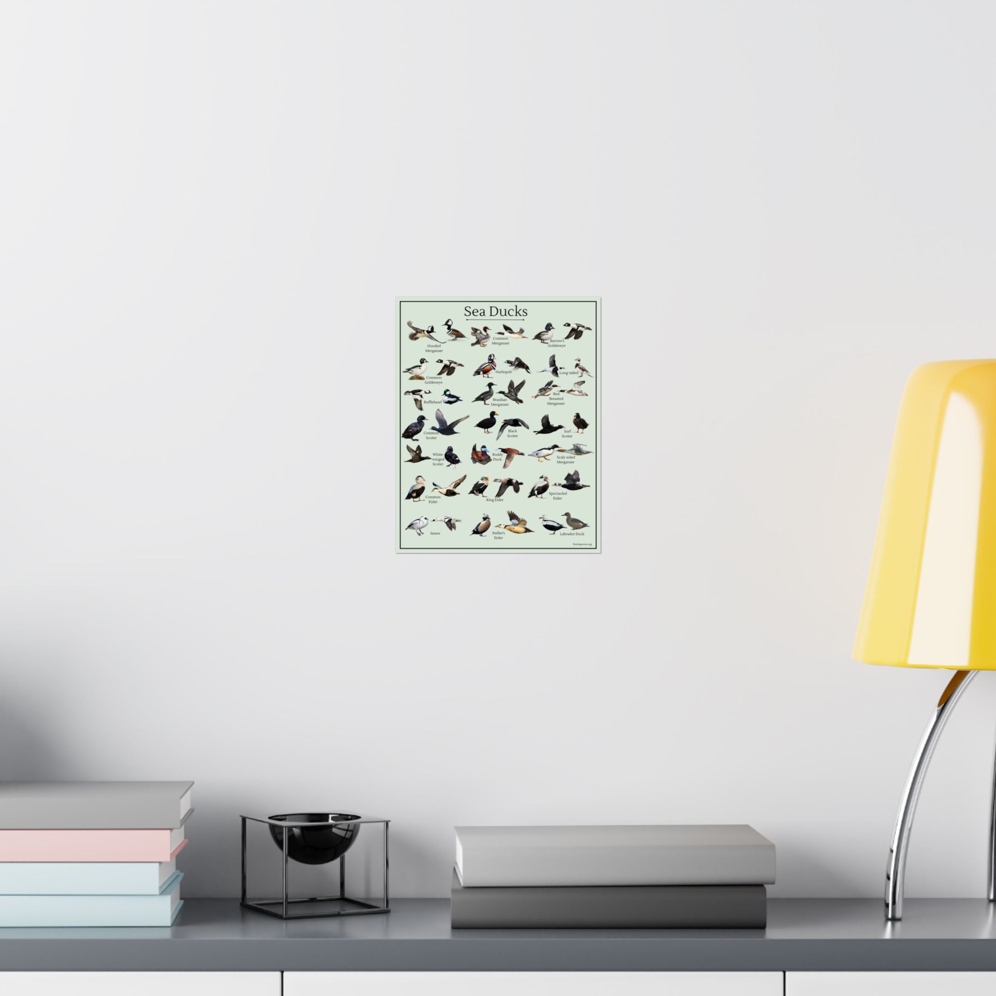 Sea Ducks Identification Chart