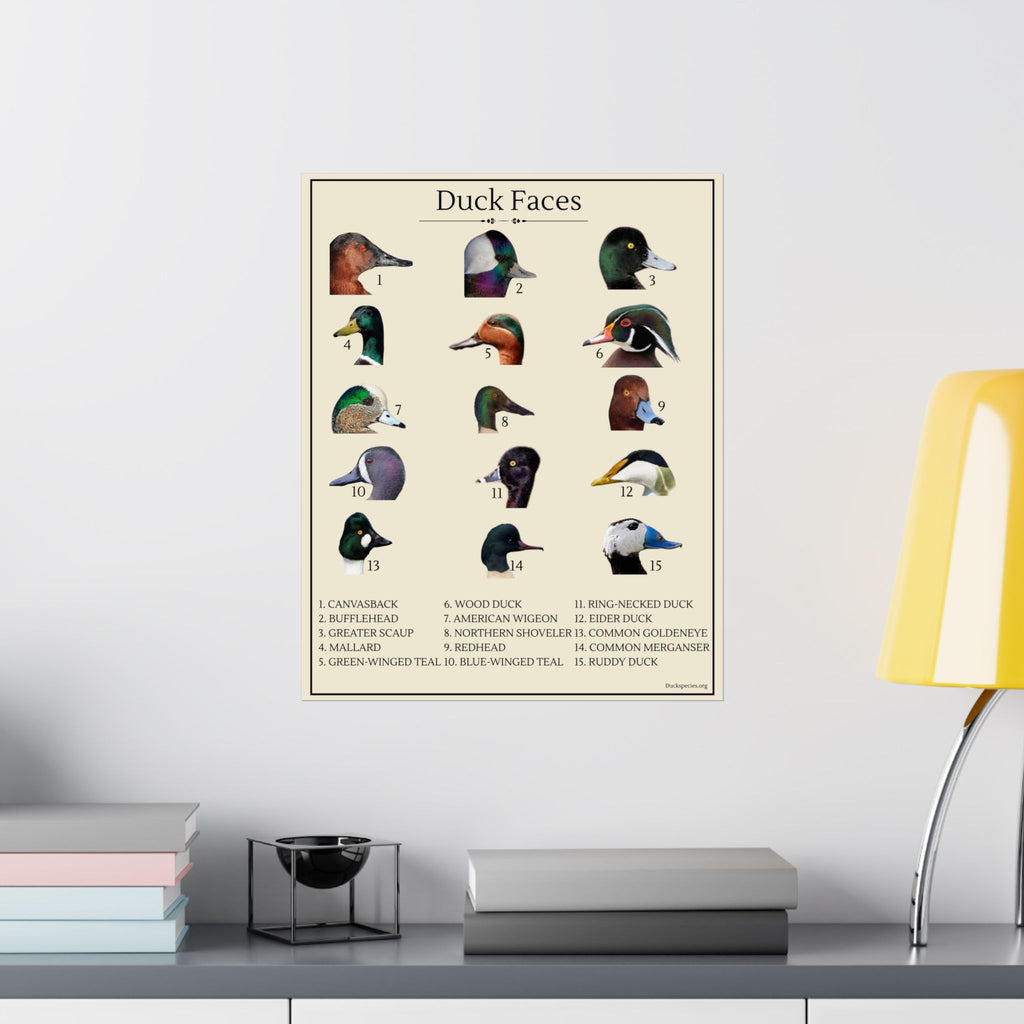 Duck Faces Identification Chart