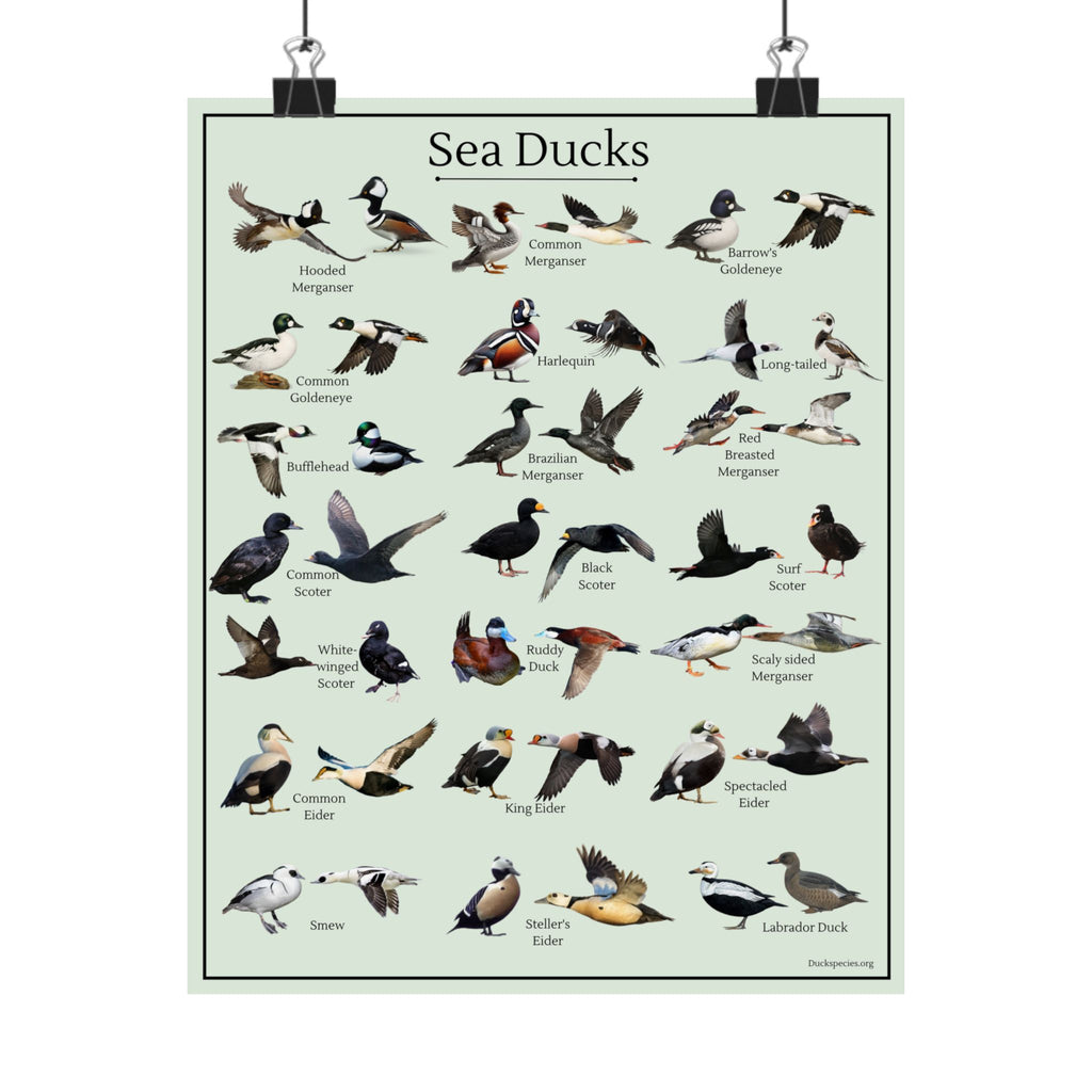 Sea Ducks Identification Chart