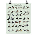 Sea Ducks Identification Chart