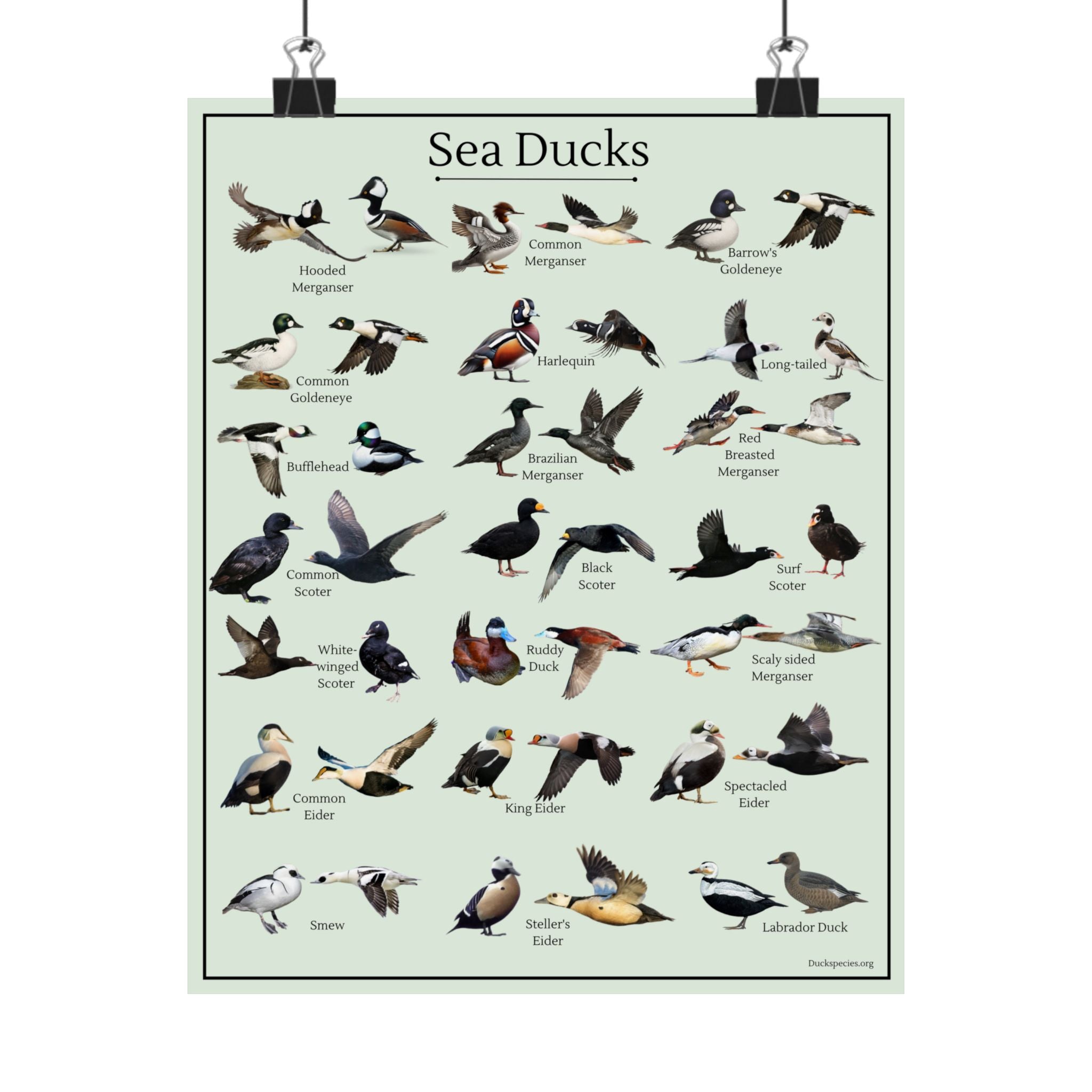 Sea Ducks Identification Chart