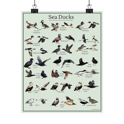 Sea Ducks Identification Chart