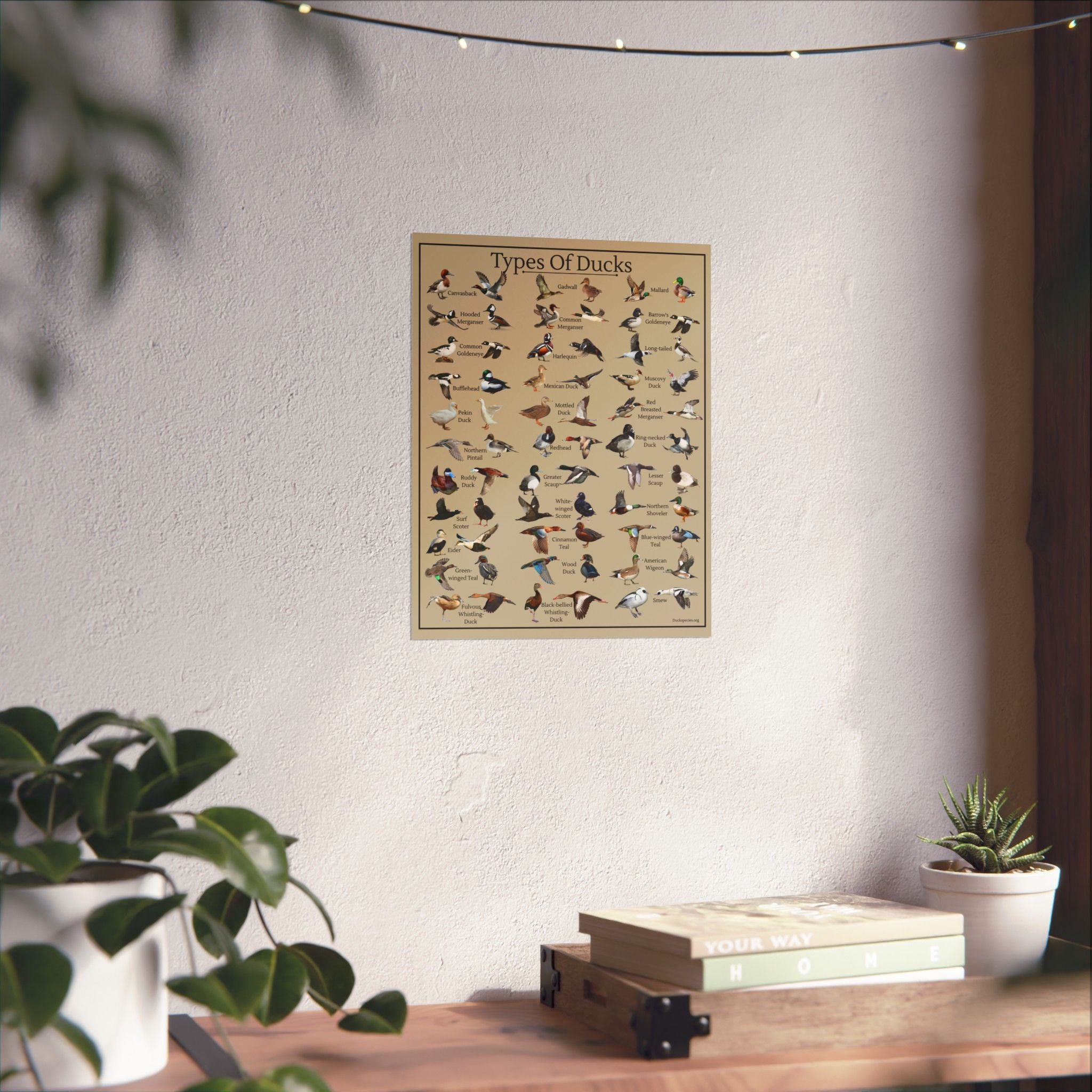 Types of Ducks Identification Chart